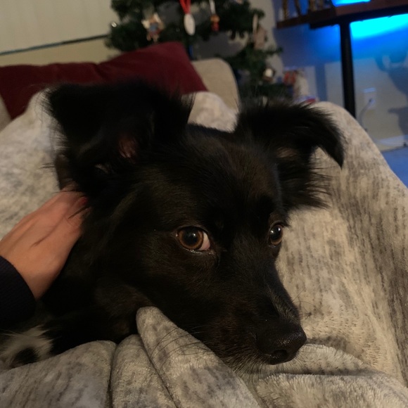 Meet your Posher, Kevin - Picture 1 of 1